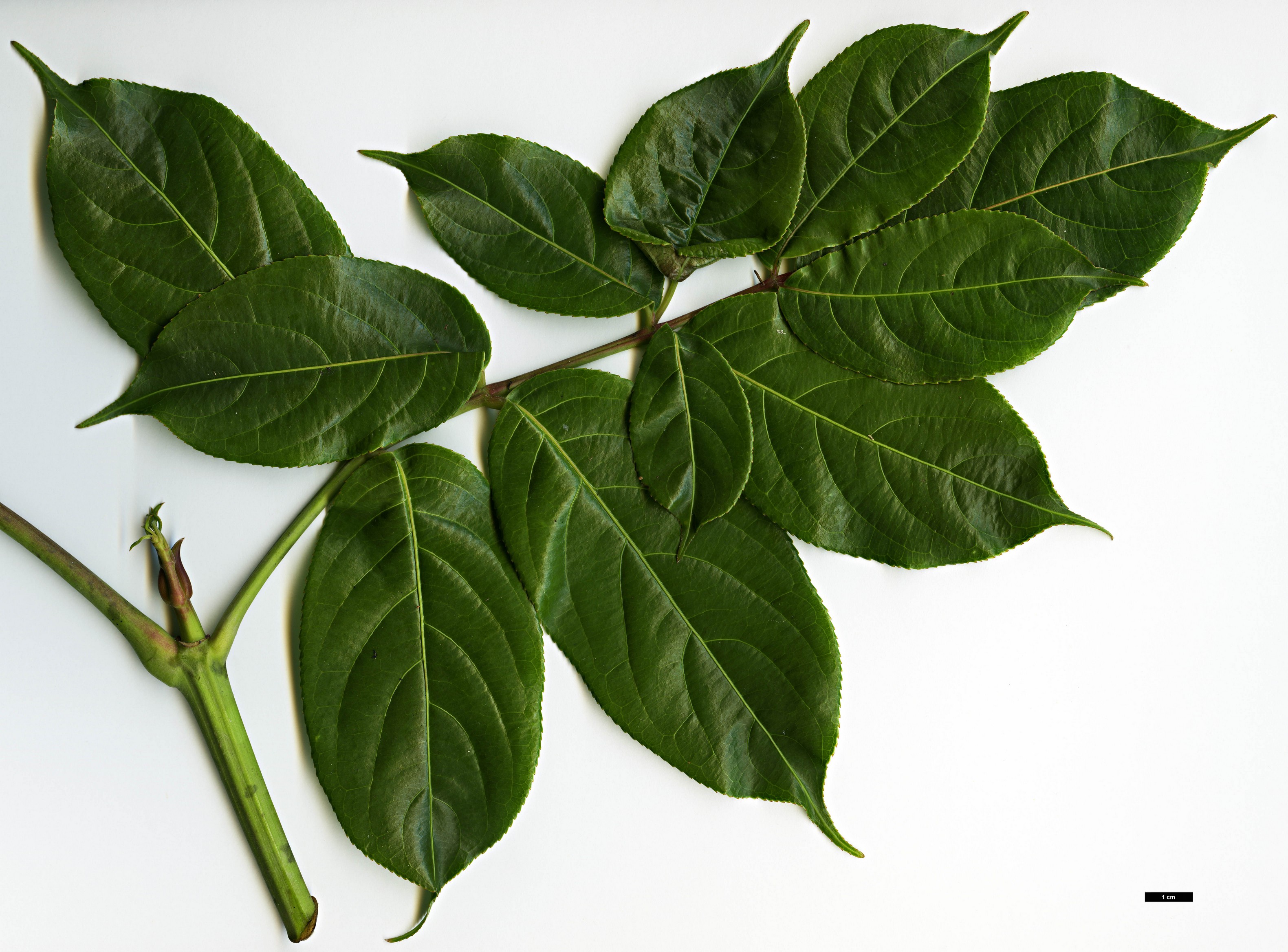 High resolution image: Family: Staphyleaceae - Genus: Turpinia - Taxon: pomifera - SpeciesSub: var. minor